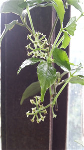 三葉青開花圖