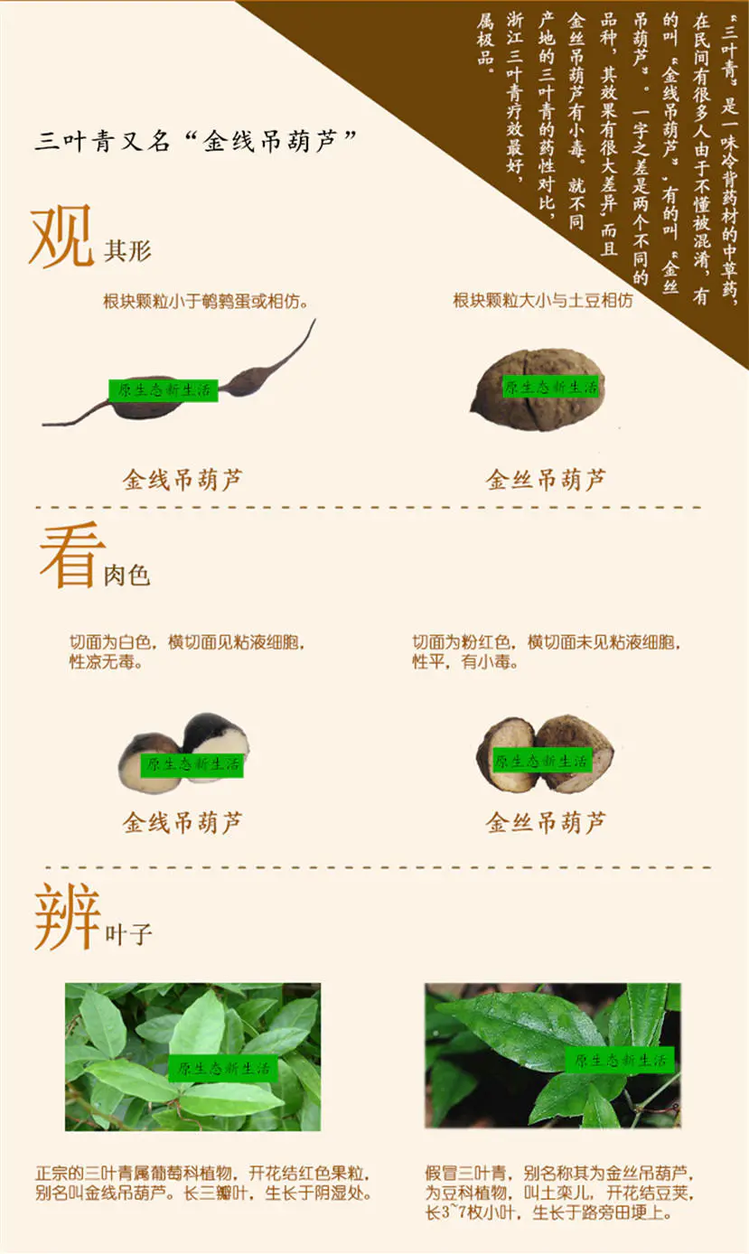 三葉青真假識別對比