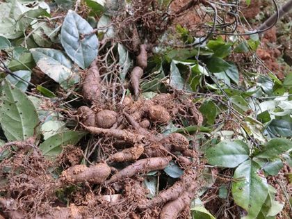 野生三葉青多糖的分離和含量測(cè)定
