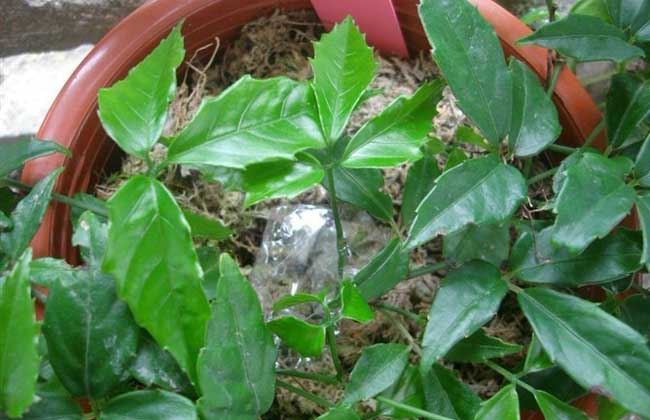 三葉青的種植技術