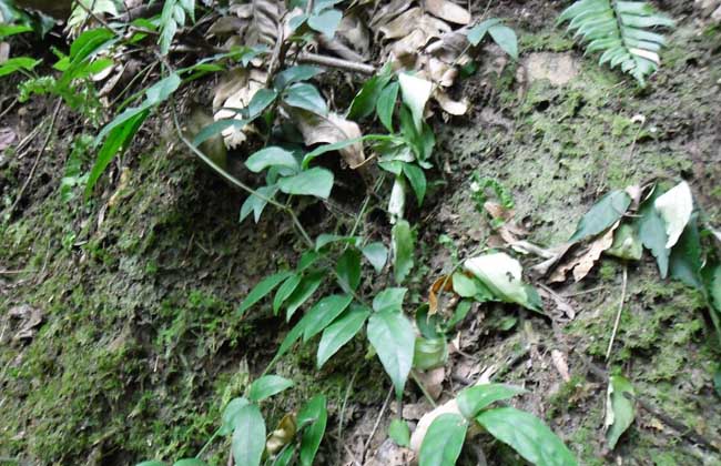 三葉青的田間種植技術