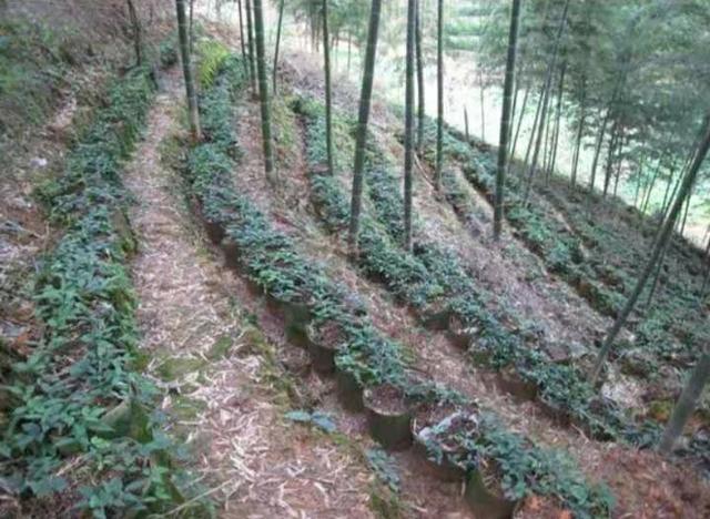 毛竹林下三葉青袋裝種植新法