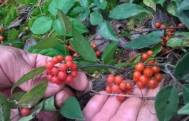 三葉青種植前景和效益怎么樣？