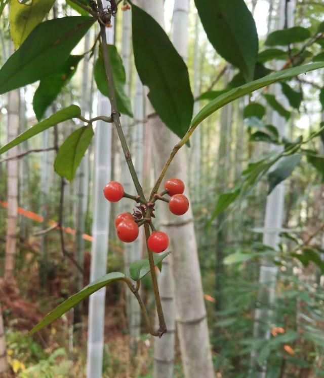 三葉青林下種植技術