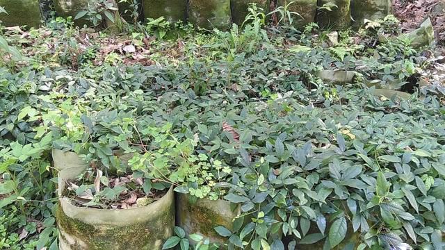 三葉青林下種植技術