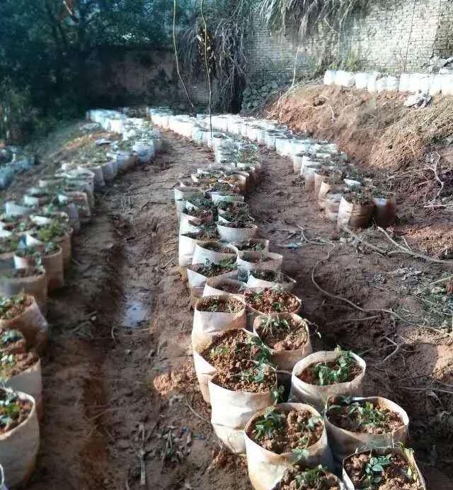 三葉青林下種植技術