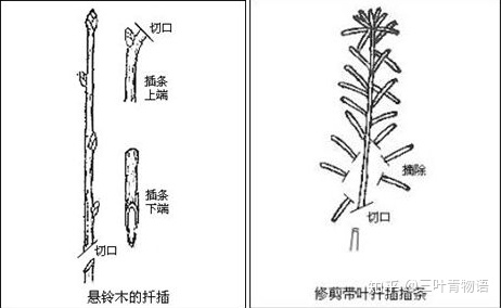 三葉青種植的繁殖技術