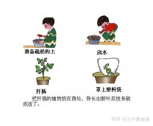 三葉青種植的繁殖技術