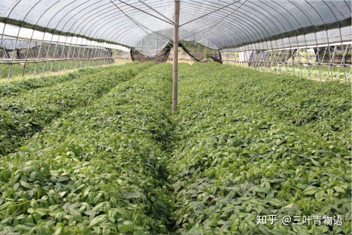 三葉青種植的繁殖技術