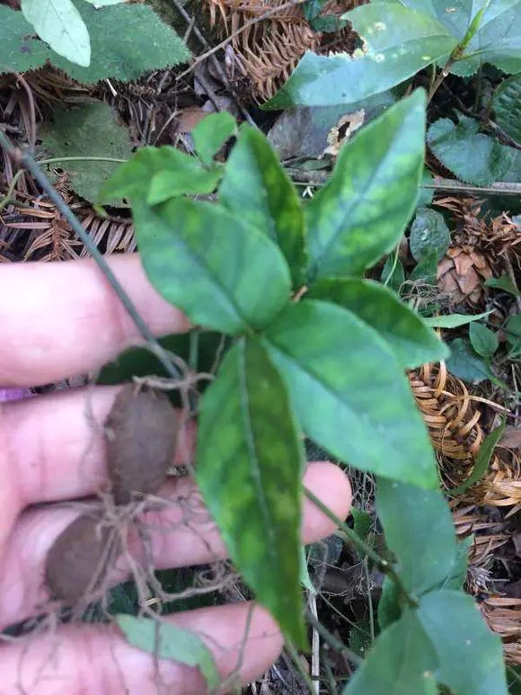 三葉青的功效針對慢性肝損傷的實驗研究