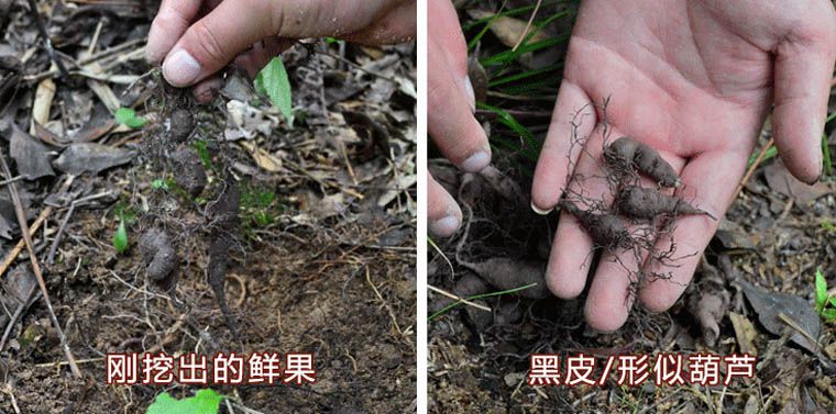現(xiàn)場(chǎng)采挖的野生三葉青
