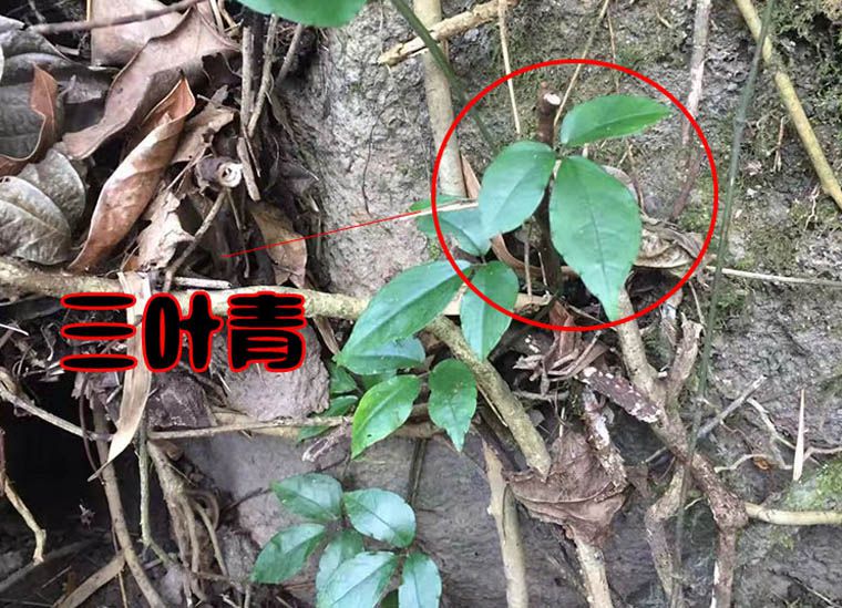 三葉青喜歡生長(zhǎng)在陰濕的山坡石頭上